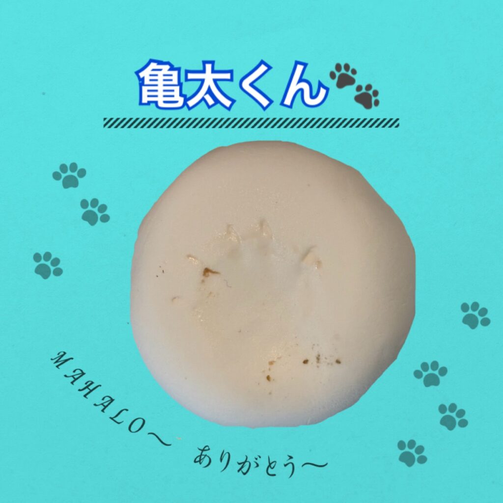 ミドリガメの足型・手型