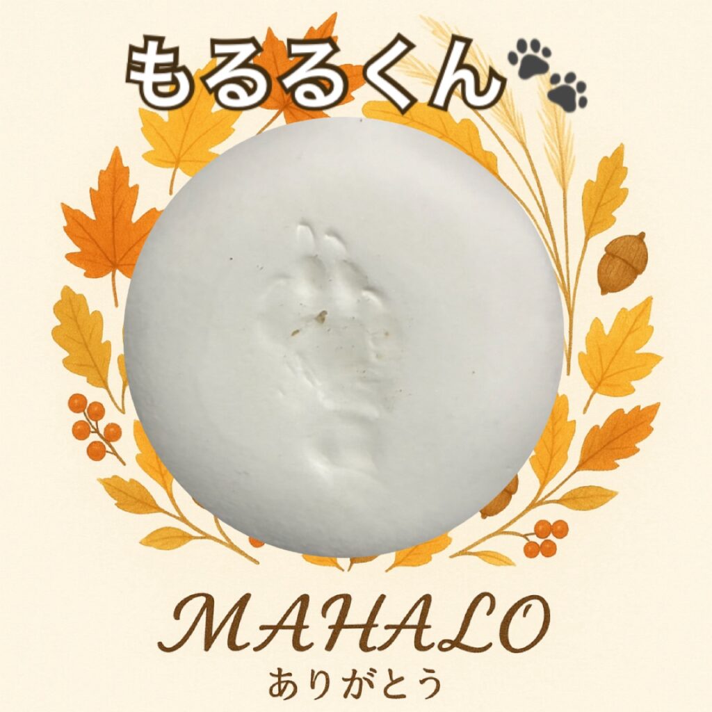 モルモット足型・手型