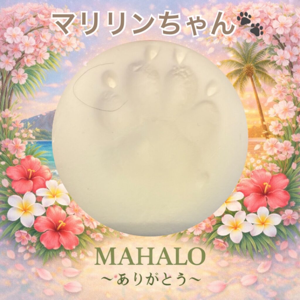 トイプードル足型