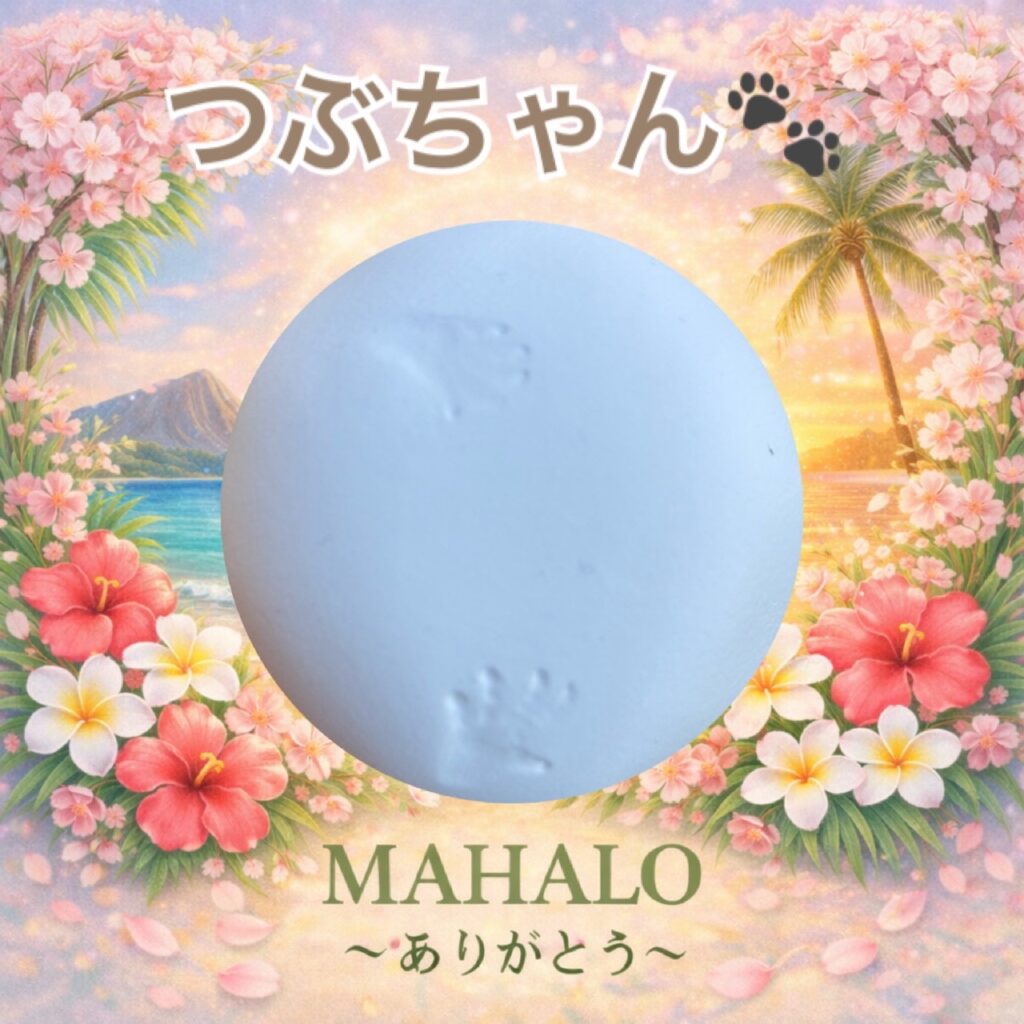 ニシアフリカトカゲモドキの足型