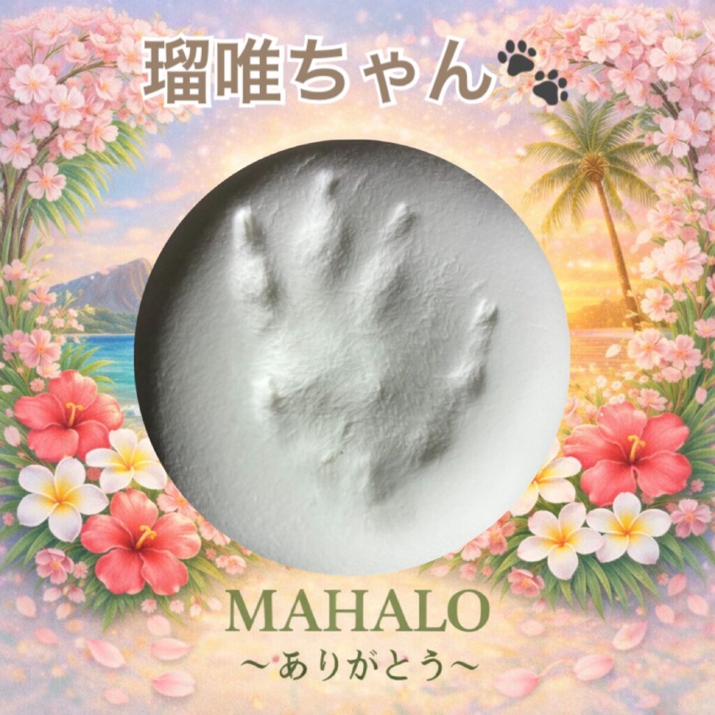 うさぎ足型投稿