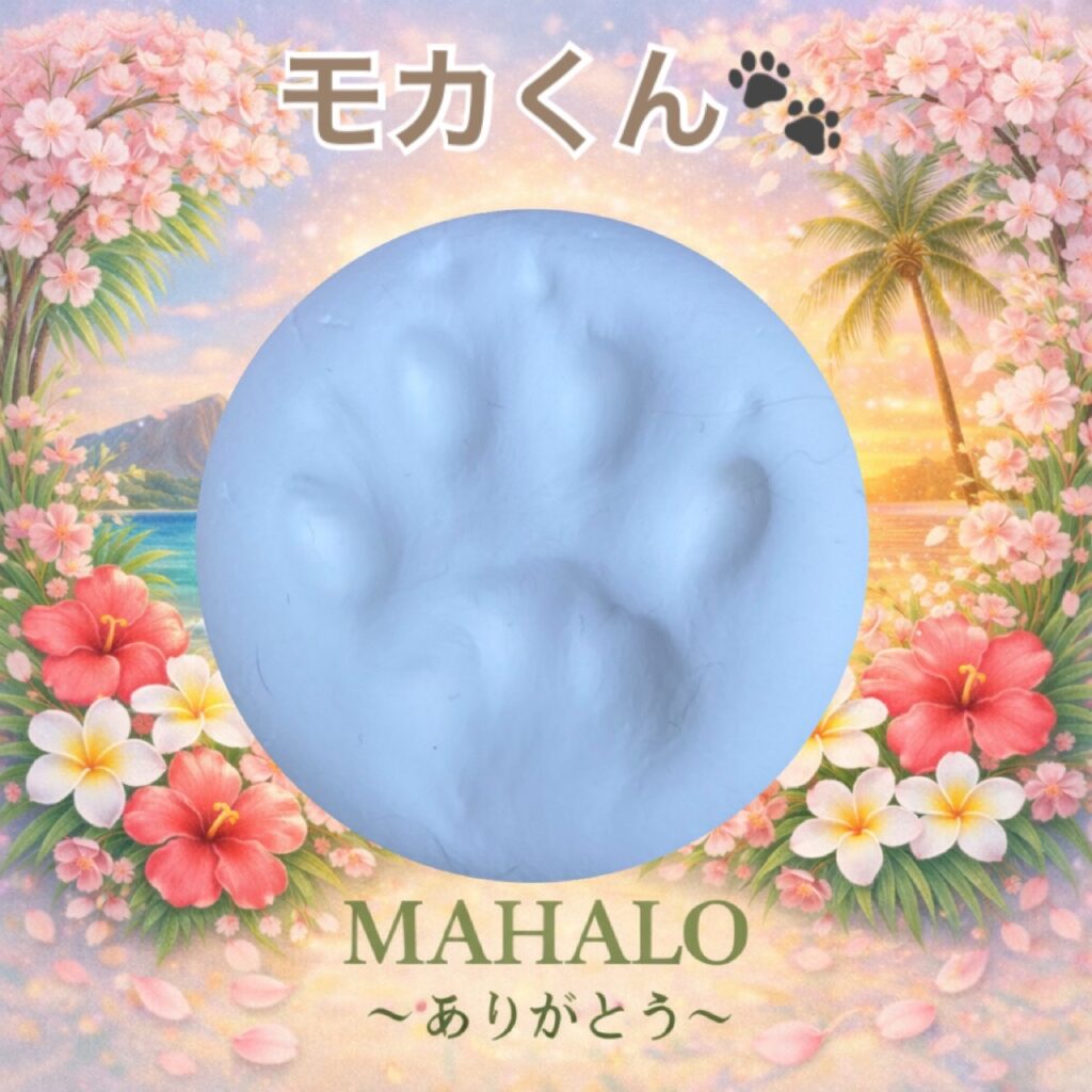 猫ちゃんのかわいい足型がとれました