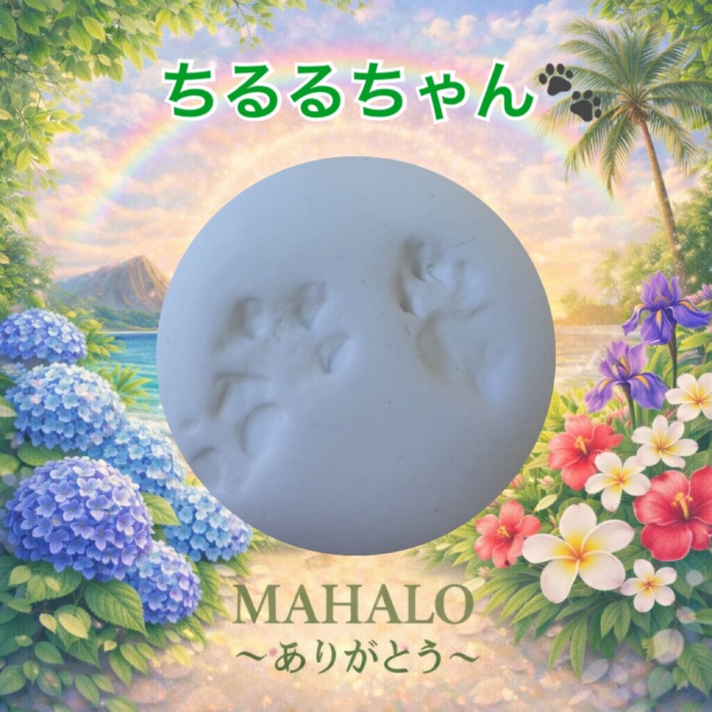 MAHALOにて対応させて頂いたチンチラの足型