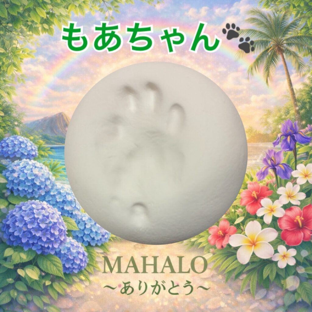 MAHALOにて対応させて頂いた猫(ノルウェージャンフォレストキャット)の足型