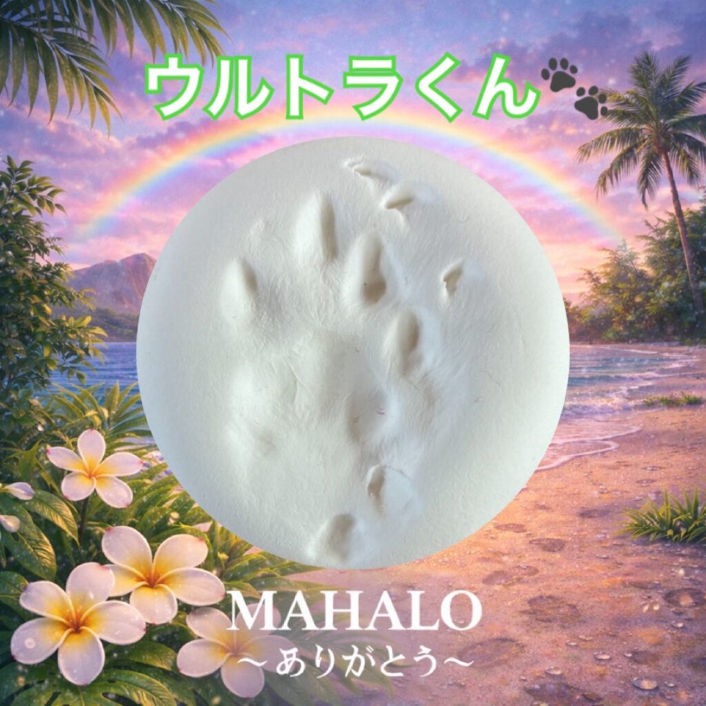 MAHALOにて対応させて頂いた猫ちゃんの足型