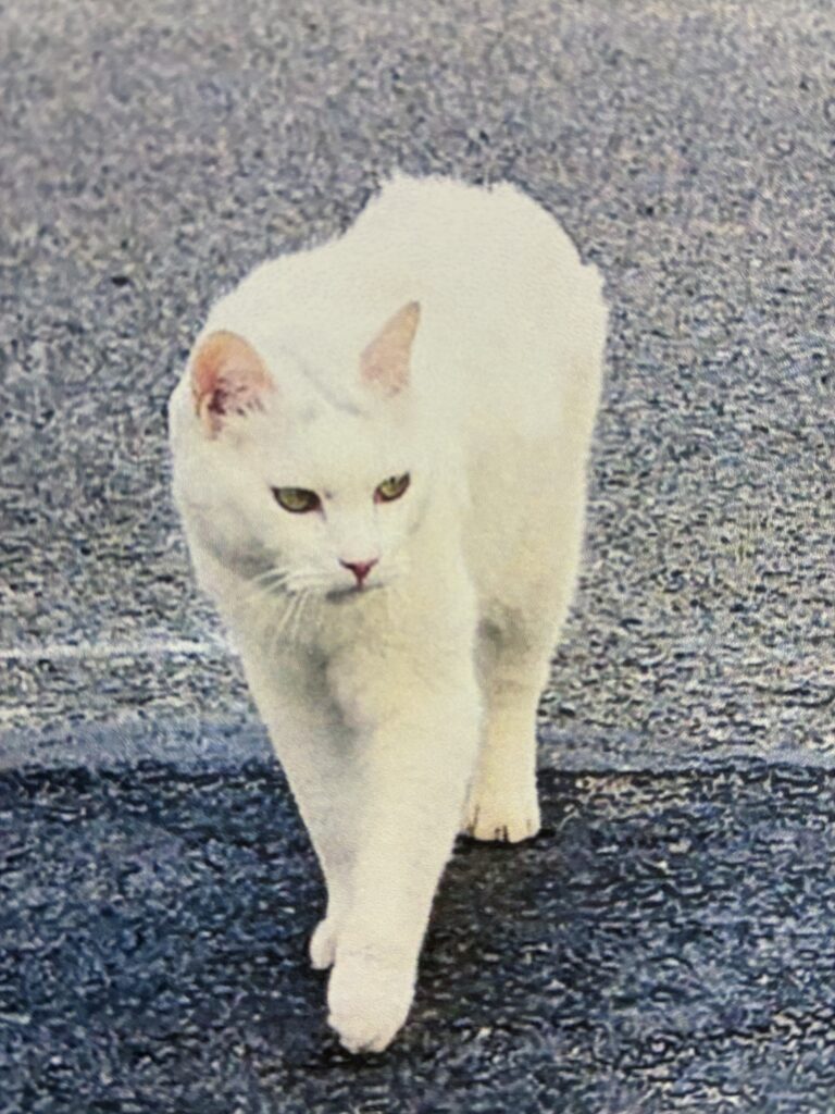 MAHALOにて対応させて頂いた猫ちゃんの足型