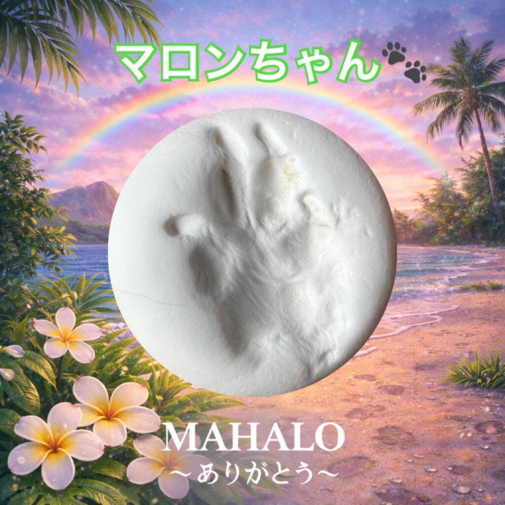 MAHALOにて対応させて頂いたチワプーちゃんの足型