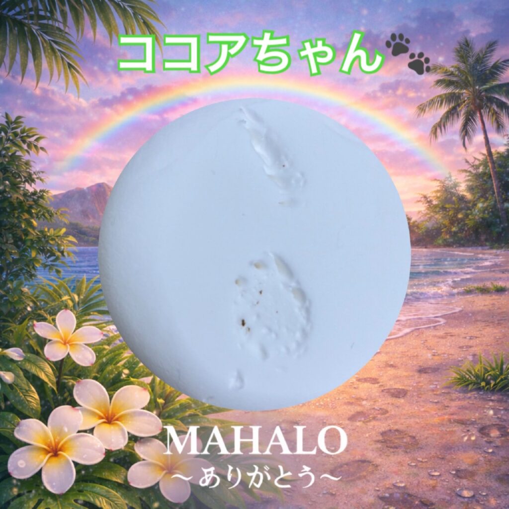 MAHALOにて対応させて頂いたエロンガータリクガメの足型
