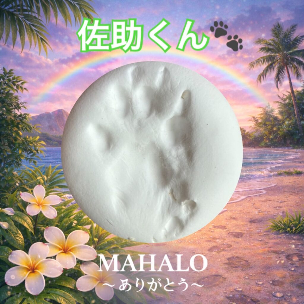 MAHALOにて対応させて頂いたロシアンブルーの足型