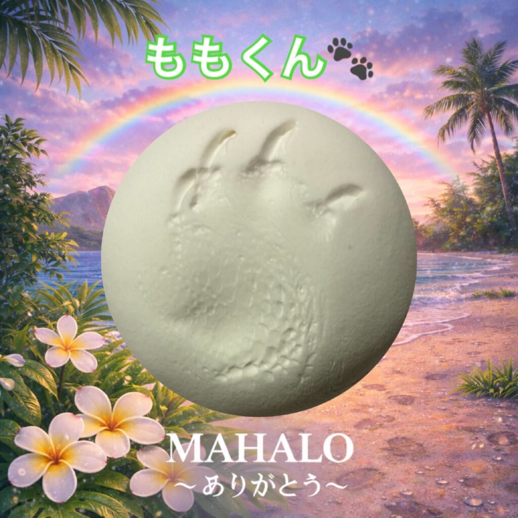 MAHALOにて対応させて頂いたクサガメの足型