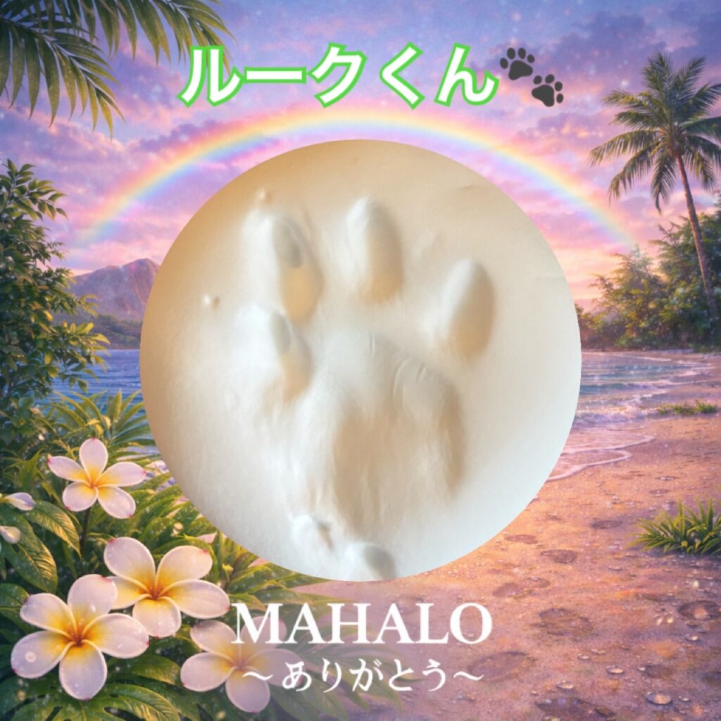 MAHALOにて対応させて頂いたブリティッシュショートヘアの足型