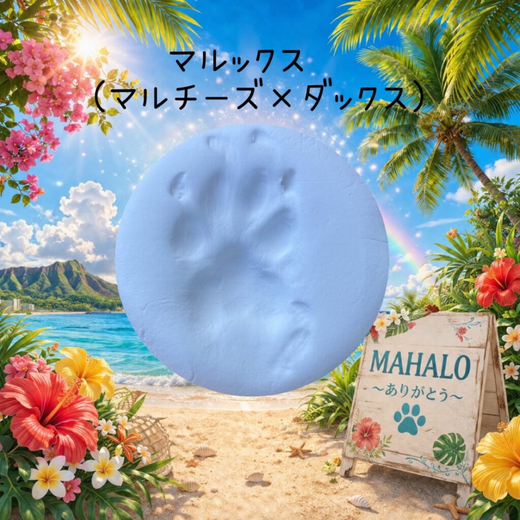 MAHALOにて対応させて頂いたマルチーズ×ダックスフンドの足型