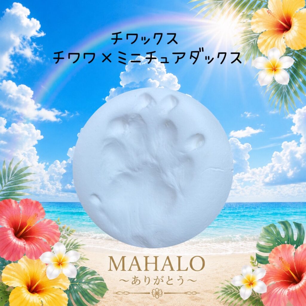 MAHALOにて対応させて頂いたチワックスちゃんの足型